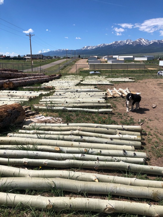 aspen poles ready for transport